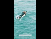 Collab Kook Of The Day - Black wetsuit guy lays white surfboard paddles 