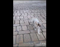 Black brown white kitten walks stone ground 