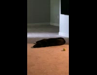 Collab PubityPets - Dog playing ball in goofy way 