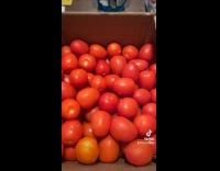 Frozen tomatoes sounds like rocks 