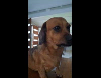 Brown dog on table with lip stuck