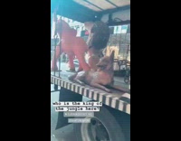 Truck carrying animal statues, alligator, lion, elephant