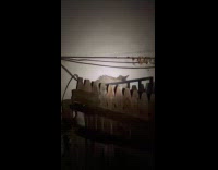 Woman sees racoon crawling on her fence 