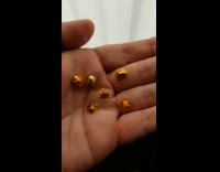Shiny gold beetles bugs insects hand guy 