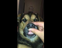 owner squeezing brown dog's nose 