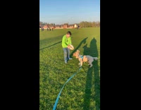 Collab PubityPets - Poodle Chases After Kid with Rugby Ball