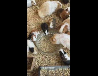 Bunch of hamsters drink from water bowl