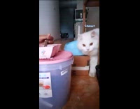 Collab PLC - Cat waiting for mom to prepare breakfast