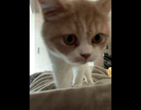 Tiny kitten walks toward camera on bed 