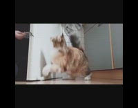 Cat chases plays with feather toy door 
