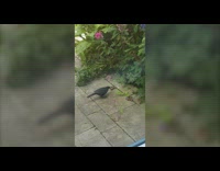 Black bird cleans mud slug snail window 