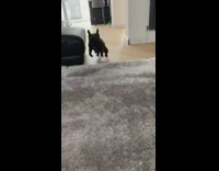 Black brown french bulldog dog spins barks 