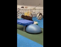 Awkward puppy doesnt know how to interact