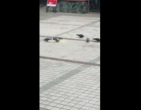 Bunch of pigeons eat crumbs off the ground outdoors 