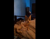 Cat falls asleep while sitting on bed