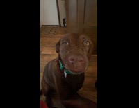 Brown dog grins at owner shows teeth