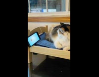(3RD PARTY CONTENT) Cat on Small Bed Watching Fish on Phone 