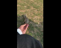 Squirrel eat rice dish filmers hand