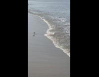 Bird peck sand run away from waves