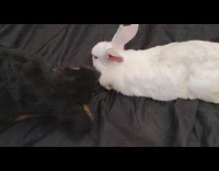 Puppy rabbit iguana and kitten on bed