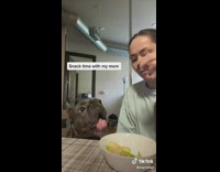 Black dog eats fruit with owner at table 