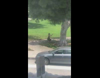 Woman black dress crouch selfie with pet dog