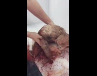 Shelter takes care nurtures sloth to health