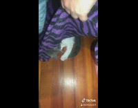 Compilation grey white kitten falls asleep 