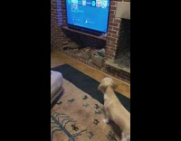 Pet dog barks and howls when police siren is heard