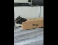Collab Clips MPUGC2 - Black cat inside of cardboard box walking through house