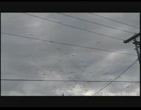 Bald eagle flies away with seagull bird 
