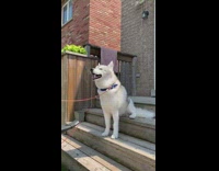 Grey white husky dog leaf blower dryer 