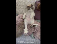 Shaved cat with fur on feet lays down