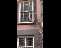 Collab WINY - Wood long grown from the stair handle