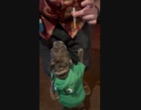 Dog jumps and reaches for the cigarette