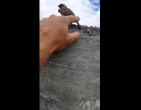 Man petting sparrow bird on wall ledge