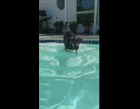 Black brown dog hesitates swims after ball 