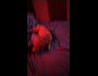 Dog being goofy rolls on the bed