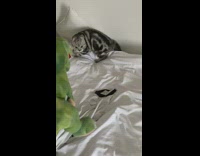 Cat in bed trying to fight green dinosaur 