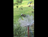 Brown bird in birdbath flies off grass 