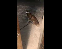 Husky dog want to stay outside on snow