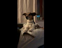 Sleepy Pet Dog Prevents itself to Fall