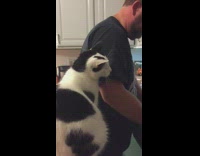 Collab BitchIG2 - Cat touches arm to ask for treats man in kitchen