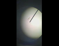 Tardigrade micro animal walk under microscope light