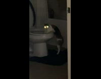Cat caught with paws inside of toilet 