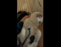 Cat on Lap Nibbles on Rope End