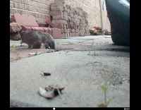 Two rats fight and roll on ground