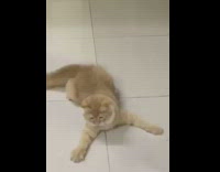 Brown cat chases light reflection tile floor 