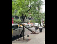 Fallen tree on street hit pink truck