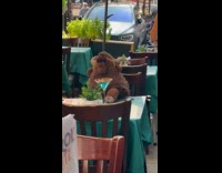 Plushy toy grabs a drink at restaurant